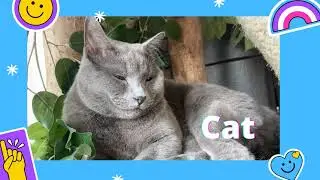 Fact by fact. Топ интересных фактов про кошек (cats)