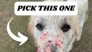 Top Tips for Choosing Livestock Guardian Dogs