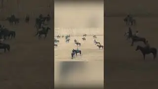 Муарифии Аспи Акои Насим н.Темурмалик д.Ҷорубқул. Асп бо номи “Снайпер”