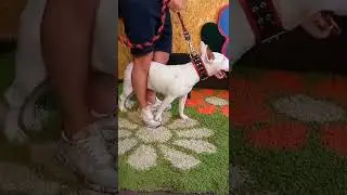 У НАС В ГОСТЯХ НЕРЕАЛЬНО КРАСИВЫЙ БУЛЬКА 👍👍👍