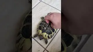 Tortoise dancing on rythm #shorts #short #funny