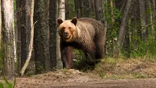 Встретили 6 медведей за день! Медведица уводит медвежат. В этом лесу много зверья!
