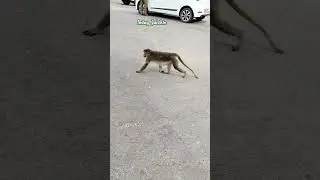 Monkey walking in the street 