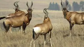 Ramsar Wetland - Seekoeivlei in the Free State province of South Africa
