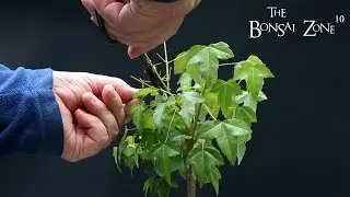 Pruning My Trident and Field Maple, The Bonsai Zone, June 2023