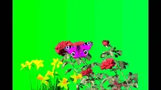 Flowers Green screen Effect HD #greenscreen