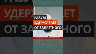 Разум удерживает от запретного || Абу Умар Ас-Сыям