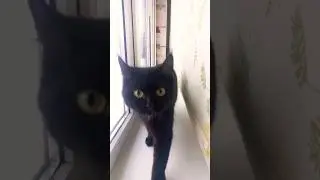 кореш наводит суету