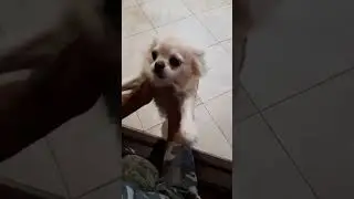 Собака провожает хозяина на работу.