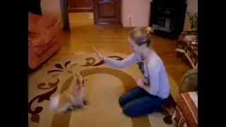 Процесс дрессировки. Шпиц