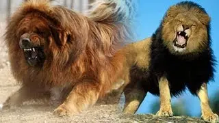 Chinese zoo tries to pass off dog as 'African Lion'