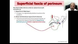 03 Perineum