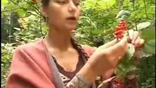 Лечебное растение калина