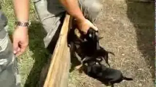 Беспощадные терьеры