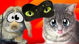 Super Cat Max and the Brownie Again. A Quest for Life, but Something Went Wrong, Episode 7