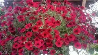 HOW TO START TRADING SEEDLINGS