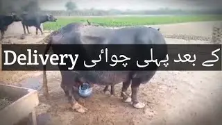 Buffalo first day of delivery| first chuwai | buffalo farming |