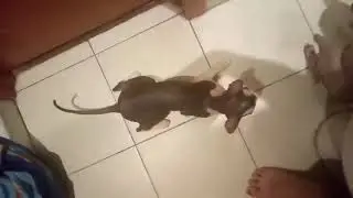 Кошачий секс и поведение кошки, после процесса!