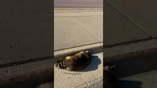 Dead Raccoon on road 😔