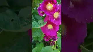 У пчёлки новый дачный домик! Жаль, не долговечен.....в🐝