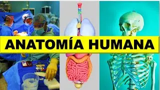 👋 ¿Qué es la ANATOMÍA HUMANA? 🦴🧠👨‍🎓
