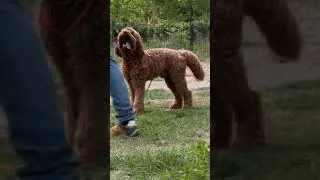 Lektion "FREIE KORREKTUR": Ein klares Zeichen für den Hund! 🐶👍