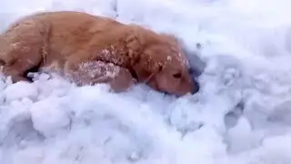 The dog was lying in a snowdrift, already saying goodbye to this world