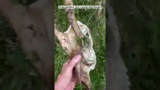 Dead deer in the long grass