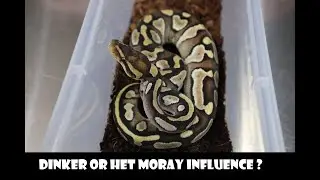 Hidden genes are appearing in our offspring! Are they Dinkers or is Het Moray, Monsoon or Lace ?
