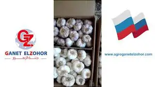 We offer you large quantities of Fresh Garlic