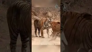 The tigress decided to steal the tiger's prey.