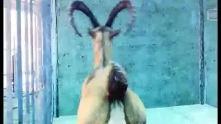 Car boat | Goat Simulator payday