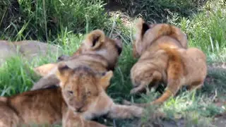 Lioness & Cubs Enjoying a fresh Zebra Kill on the Mara