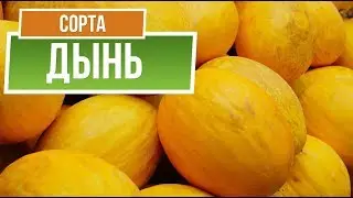 Лучшие Сорта Дыни для Средней Полосы ✔️  Какую Дыню посадить