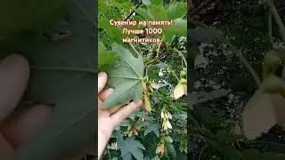 сувениры на память! лучше 1000 магнитиков #отпуск #отдых #лето