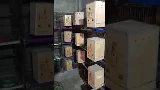 ASGHAR BHAI LOVEBIRDS BREEDING SETUP #birds