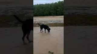 Ротвейлер Керем привет из нового дома!