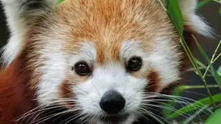 Rode Panda Rap
