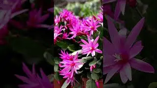 Friends Don't Let Friends Misidentify Their Holiday #Cactus #shorts