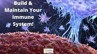 Build & Maintain Your Immune  System!