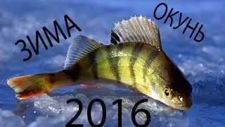 Зима 2016 Открытие сезона ! Ловля окуня на мормышку !