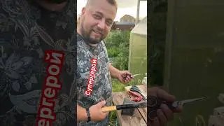 Повелитель туй спасает животных #спасживотное #спасаюбратьевменьших #природаэтомы #дачныйгерой #❤️
