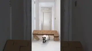 Jerrie’s turn🥹🧸 Mia tried so hard to help Jerrie🥺🤍 #cat #cats #catvideos