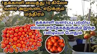மாடி தோட்டத்தில் அமோகமாக வரும் தக்காளி | Tips to more yield from Tomatoes | Tomatoes growing Tips 🍅🍅