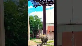 Mommy and baby elephant 🐘 ❤️🥹 so cute #toledozoo #animallover #animals