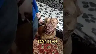 Как выглядит опасность!