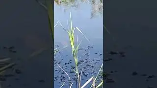 голые девушки