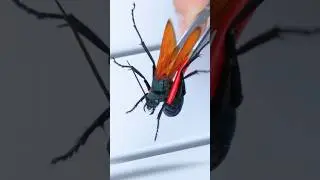 TARANTULA HAWK STING! Ouch!