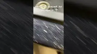 Scared by cat 2