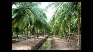Cây dừa - Sáng tác: Xuân Hồng - Trình bày: Mai Tuấn
